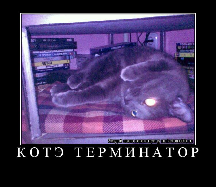 котэ терминатор ... Котоматрица: котэ терминатор