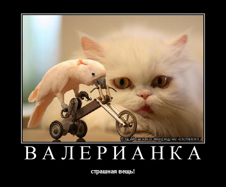 валерианка страшная вещь!... Котоматрица: валерианка страшная вещь!