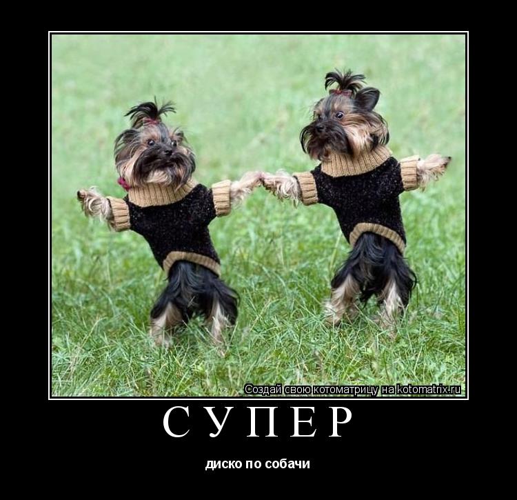 супер диско по собачи... Котоматрица: супер диско по собачи