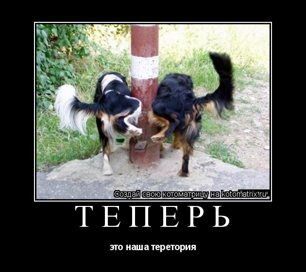 теперь это наша теретория... Котоматрица: теперь это наша теретория