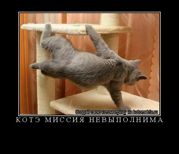 Котоматрица:  