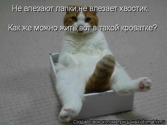 Не влезают лапки,не влезает хвостик. Как же можно жить,вот в такой кроватке?... Котоматрица: Не влезают лапки,не влезает хвостик. Как же можно жить,вот в такой кроватке?