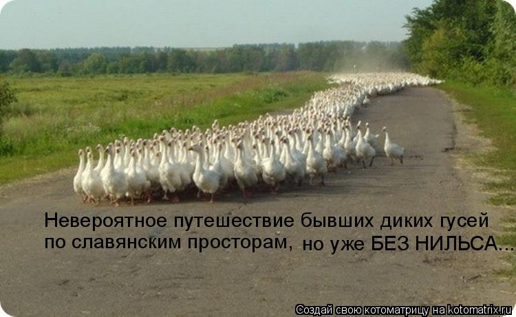 Невероятное путешествие бывших диких гусей по славянским просторам, но уже БЕЗ НИЛЬСА...... Котоматрица: Невероятное путешествие бывших диких гусей по славянским просторам, но уже БЕЗ НИЛЬСА...