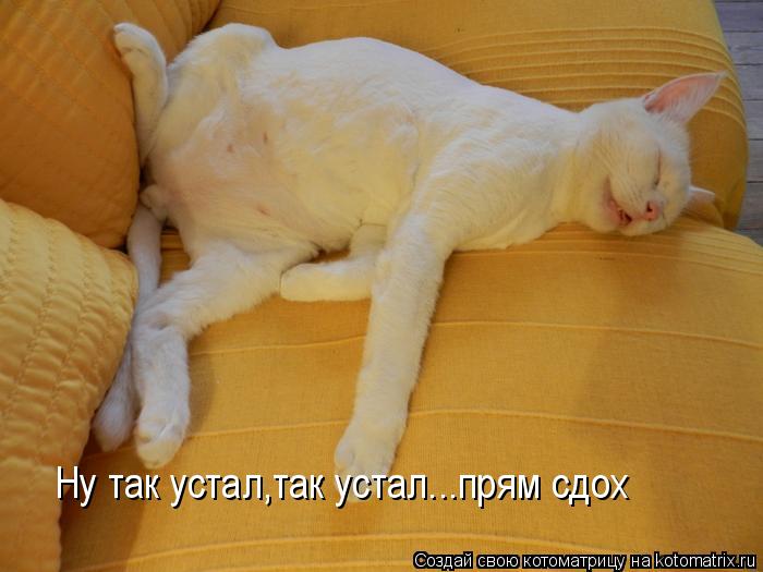 Ну так устал,так устал...прям сдох... Котоматрица: Ну так устал,так устал...прям сдох