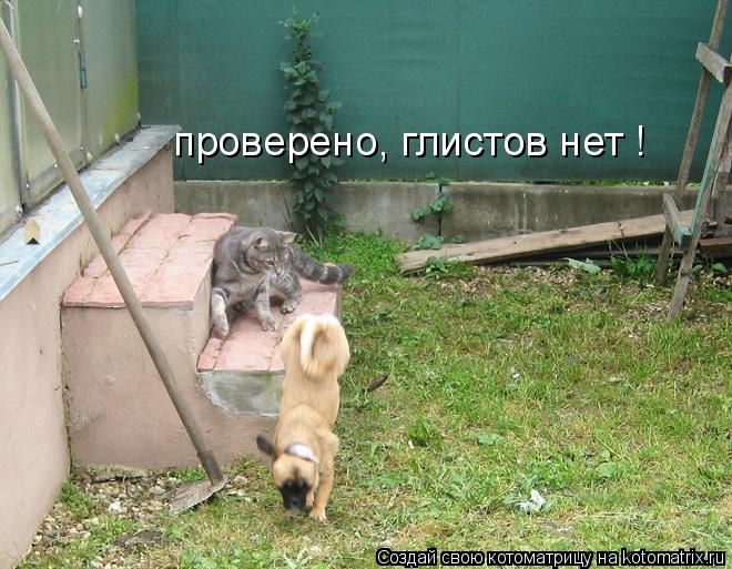 проверено, глистов нет !... Котоматрица: проверено, глистов нет !