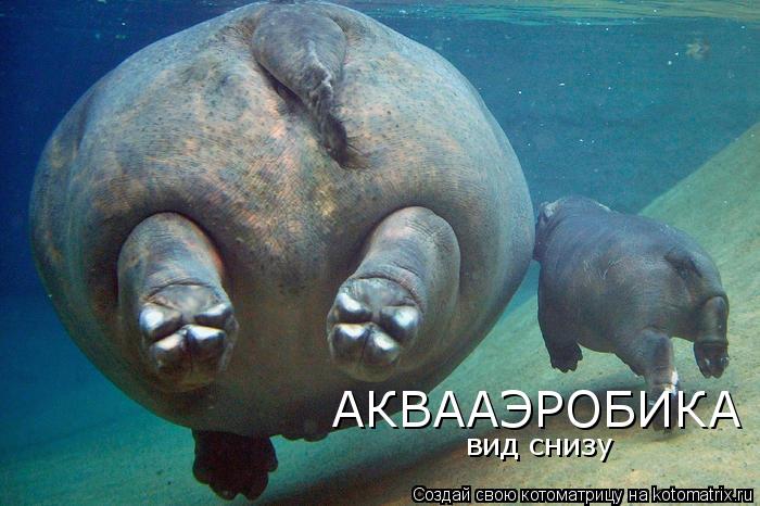 АКВААЭРОБИКА вид снизу... Котоматрица: АКВААЭРОБИКА вид снизу