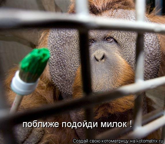 поближе подойди милок !... Котоматрица: поближе подойди милок !