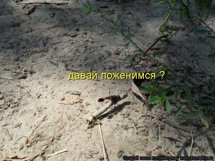 давай поженимся ?... Котоматрица: давай поженимся ?