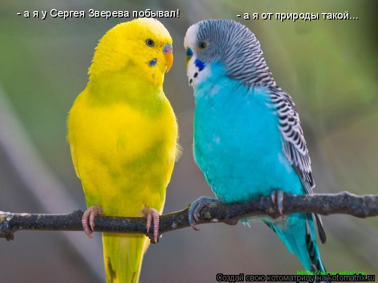 - а я у Сергея Зверева побывал! - а я от природы такой...... Котоматрица: - а я у Сергея Зверева побывал! - а я от природы такой...