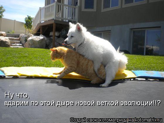 Ну что, вдарим по этой дыре новой веткой эволюции!!?... Котоматрица: Ну что, вдарим по этой дыре новой веткой эволюции!!?