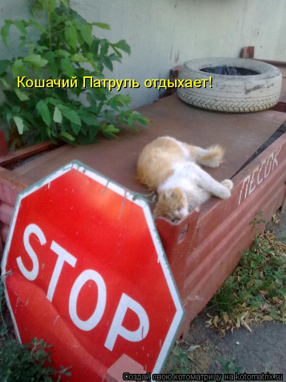 Кошачий Патруль отдыхает!... Котоматрица: Кошачий Патруль отдыхает!