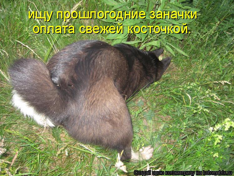 ищу прошлогодние заначки оплата свежей косточкой.... Котоматрица: ищу прошлогодние заначки оплата свежей косточкой.