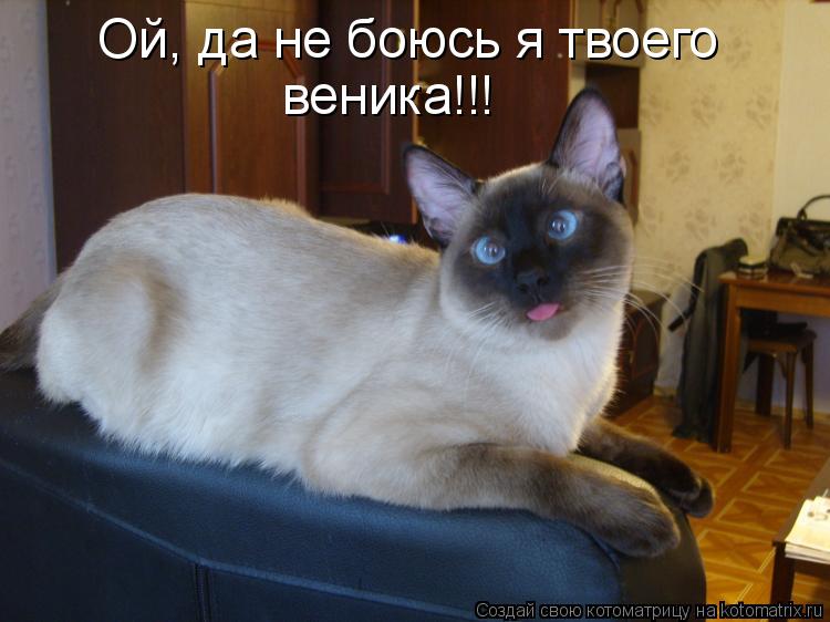 Ой, да не боюсь я твоего веника!!!... Котоматрица: Ой, да не боюсь я твоего веника!!!