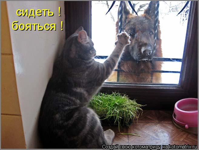 сидеть ! бояться !... Котоматрица: сидеть ! бояться !