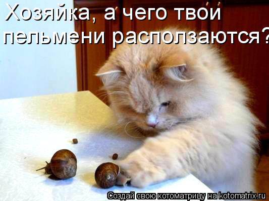 Хозяйка, а чего твои пельмени расползаются?... Котоматрица: Хозяйка, а чего твои пельмени расползаются?