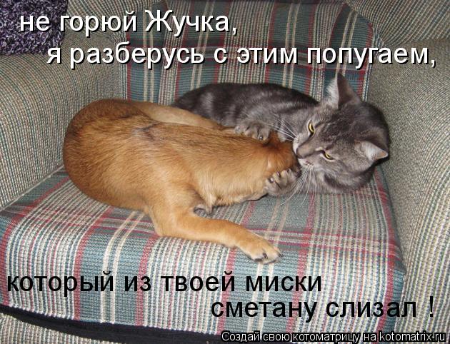 не горюй Жучка, я разберусь с этим попугаем, который из твоей миски сметану слизал !... Котоматрица: не горюй Жучка, я разберусь с этим попугаем, который из твоей миски сметану слизал !