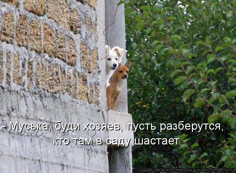 - Муська, буди хозяев, пусть разберутся, кто там в саду шастает.... Котоматрица: - Муська, буди хозяев, пусть разберутся, кто там в саду шастает.