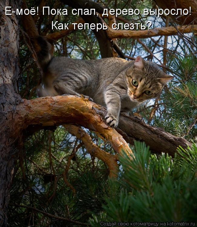 Е-моё! Пока спал, дерево выросло! Как теперь слезть?... Котоматрица: Е-моё! Пока спал, дерево выросло! Как теперь слезть?