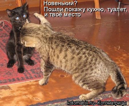 Пошли покажу кухню, туалет, Новенький? и твоё место... Котоматрица: Пошли покажу кухню, туалет, Новенький? и твоё место