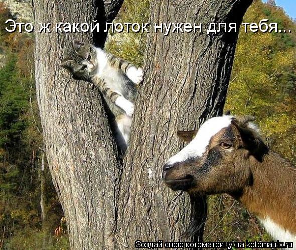 Это ж какой лоток нужен для тебя...... Котоматрица: Это ж какой лоток нужен для тебя...