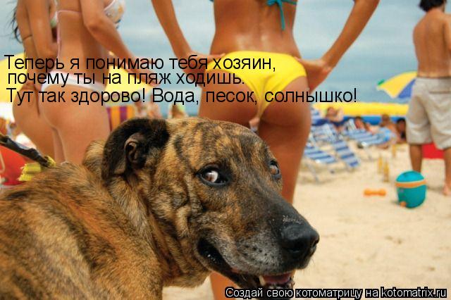 Теперь я понимаю тебя хозяин, почему ты на пляж ходишь. Тут так здорово! Вода, песок, солнышко!... Котоматрица: Теперь я понимаю тебя хозяин, почему ты на пляж ходишь. Тут так здорово! Вода, песок, солнышко!
