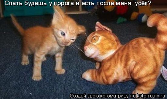 Спать будешь у порога и есть после меня, усёк?... Котоматрица: Спать будешь у порога и есть после меня, усёк?