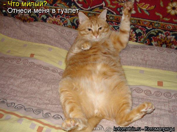 - Что милый? - Отнеси меня в туалет... Котоматрица: - Что милый? - Отнеси меня в туалет