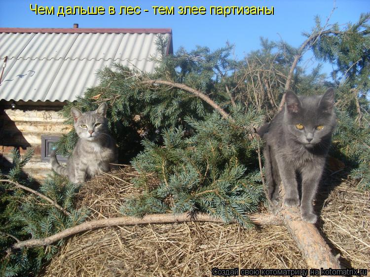 Чем дальше в лес - тем злее партизаны... Котоматрица: Чем дальше в лес - тем злее партизаны