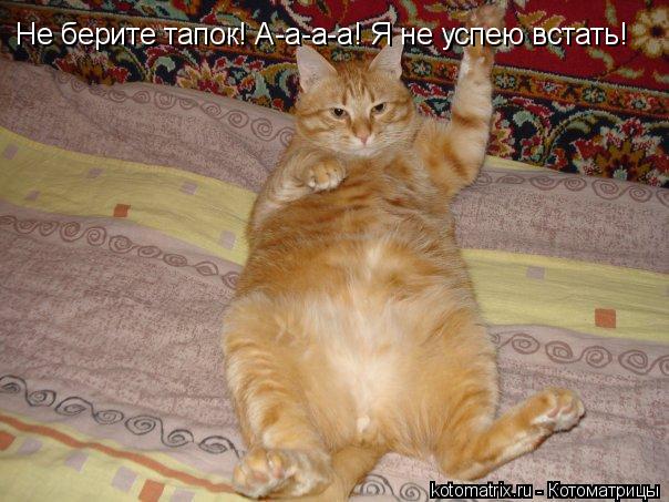 Не берите тапок! А-а-а-а! Я не успею встать!... Котоматрица: Не берите тапок! А-а-а-а! Я не успею встать!