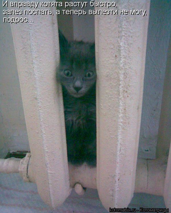 И вправду котята растут быстро, залез поспать, а теперь вылезти не могу, подрос...... Котоматрица: И вправду котята растут быстро, залез поспать, а теперь вылезти не могу, подрос...