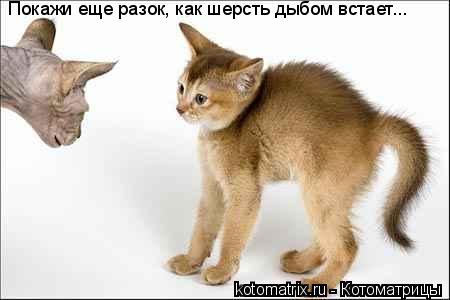 Котоматрица: Покажи еще разок, как шерсть дыбом встает...