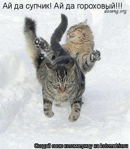 Ай да супчик! Ай да гороховый!!!... Котоматрица: Ай да супчик! Ай да гороховый!!!