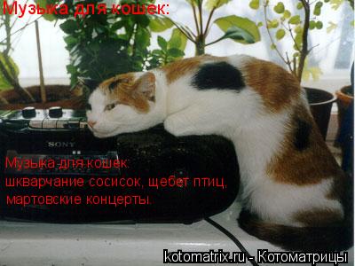 Музыка для кошек: мартовские концерты. шкварчание сосисок, щебет птиц, Музыка для кошек:... Котоматрица: Музыка для кошек: мартовские концерты. шкварчание сосисок, щебет птиц, Музыка для кошек: