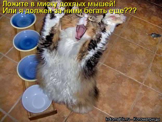 Ложите в миску дохлых мышей! Или я должен за ними бегать еще???... Котоматрица: Ложите в миску дохлых мышей! Или я должен за ними бегать еще???