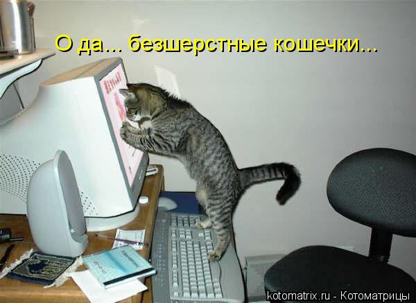 О да... безшерстные кошечки...... Котоматрица: О да... безшерстные кошечки...
