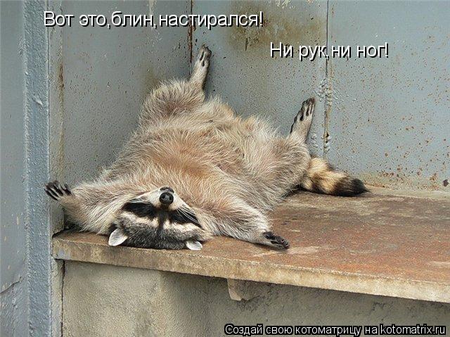 Вот это,блин,настирался! Ни рук,ни ног!... Котоматрица: Вот это,блин,настирался! Ни рук,ни ног!