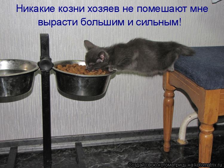 Никакие козни хозяев не помешают мне вырасти большим и сильным!... Котоматрица: Никакие козни хозяев не помешают мне вырасти большим и сильным!