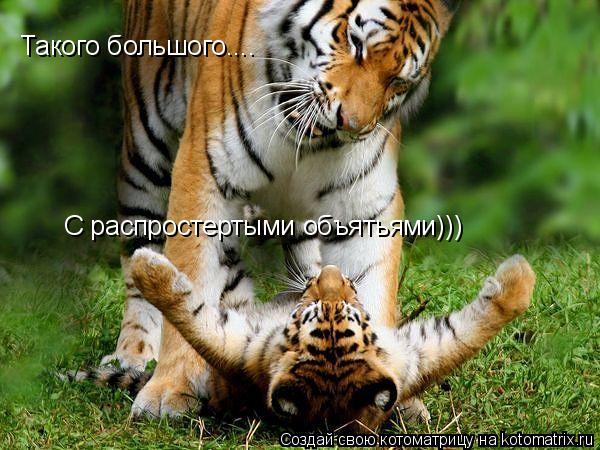 С распростертыми объятьями))) Такого большого....... Котоматрица: С распростертыми объятьями))) Такого большого....