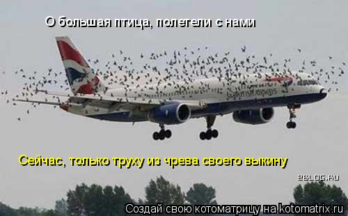 О большая птица, полетели с нами Сейчас, только труху из чрева своего выкину... Котоматрица: О большая птица, полетели с нами Сейчас, только труху из чрева своего выкину