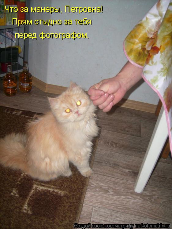 Что за манеры, Петровна! Прям стыдно за тебя перед фотографом.... Котоматрица: Что за манеры, Петровна! Прям стыдно за тебя перед фотографом.