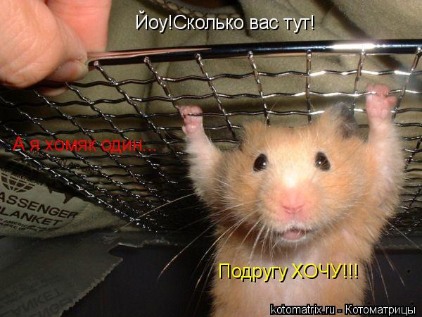 Йоу!Сколько вас тут! А я хомяк один... Подругу ХОЧУ!!!... Котоматрица: Йоу!Сколько вас тут! А я хомяк один... Подругу ХОЧУ!!!