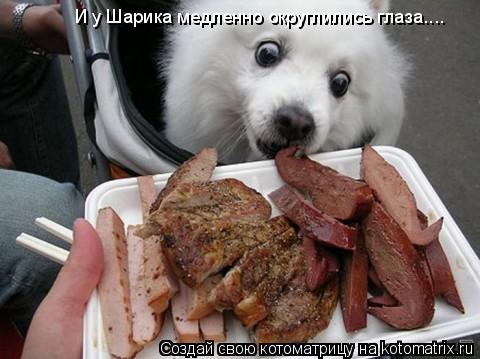 И у Шарика медленно округлились глаза....... Котоматрица: И у Шарика медленно округлились глаза....