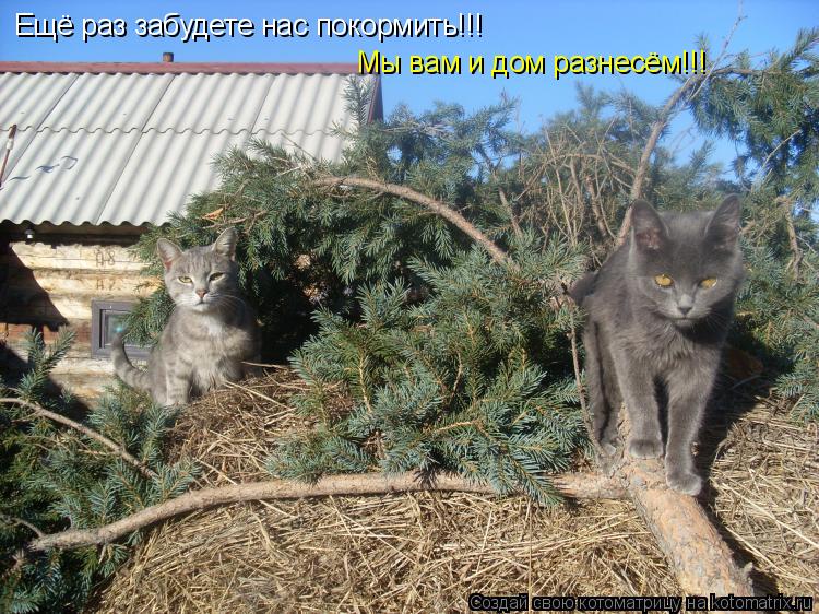 Ещё раз забудете нас покормить!!! Мы вам и дом разнесём!!!... Котоматрица: Ещё раз забудете нас покормить!!! Мы вам и дом разнесём!!!