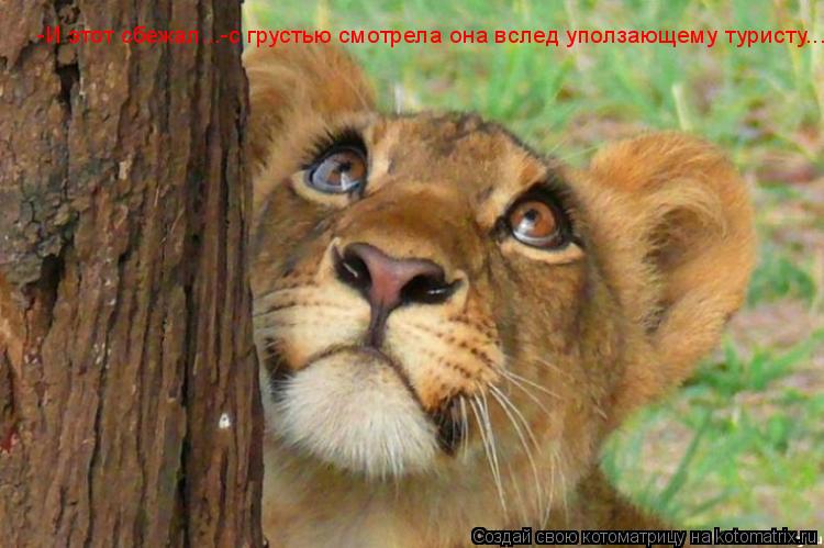 -И этот сбежал...-с грустью смотрела она вслед уползающему туристу...... Котоматрица: -И этот сбежал...-с грустью смотрела она вслед уползающему туристу...
