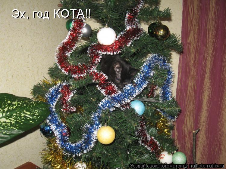 Эх, год КОТА!!... Котоматрица: Эх, год КОТА!!
