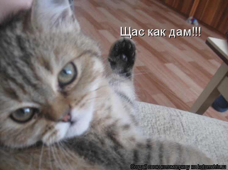Щас как дам!!!... Котоматрица: Щас как дам!!!