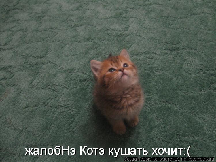 Котоматрица: жалобНэ Котэ кушать хочит:(