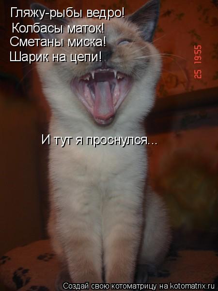 Гляжу-рыбы ведро! Колбасы маток! Сметаны миска! Шарик на цепи! И тут я проснулся...... Котоматрица: Гляжу-рыбы ведро! Колбасы маток! Сметаны миска! Шарик на цепи! И тут я проснулся...