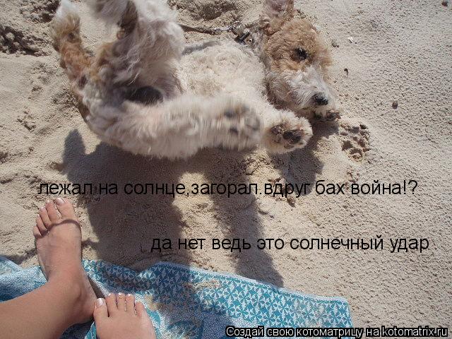 Котоматрица: лежал на солнце,загорал.вдруг бах война!? да нет ведь это солнечный удар