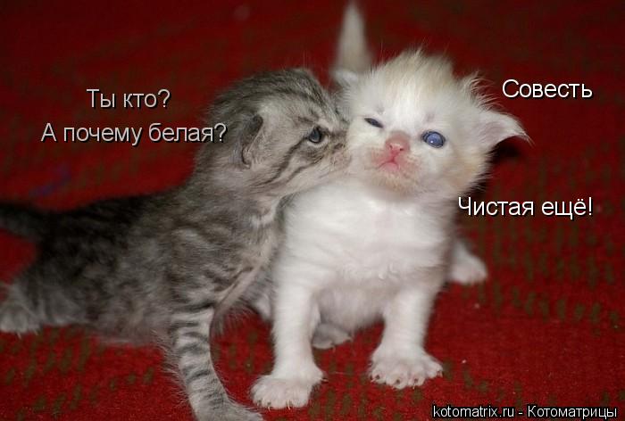 Котоматрица: Ты кто? Совесть А почему белая? Чистая ещё!
